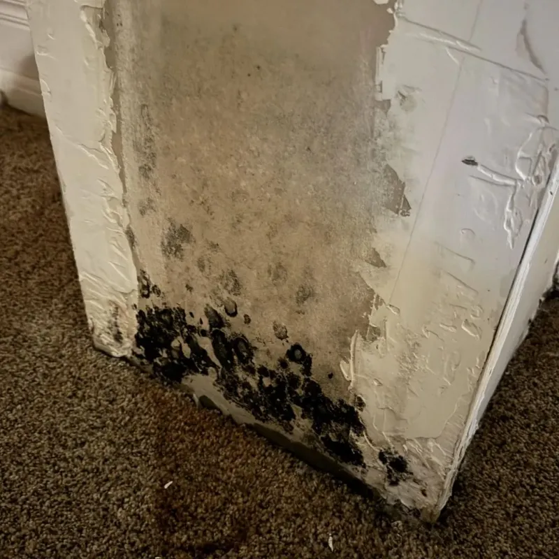 Professional Mold Removal in Collinsville, IL